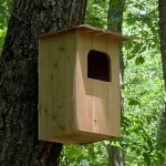 Build a Sanctuary for Barred Owls: Comprehensive House Plans and Guidance